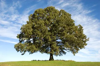 treetosize treetosize